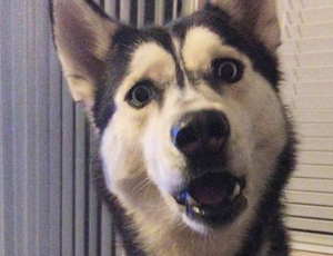 网页在线DDOS压力测试