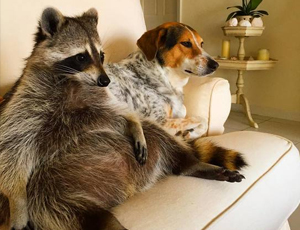 免费ddos在线攻击测试网站