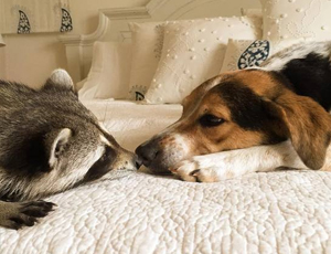 攻击网站的方法