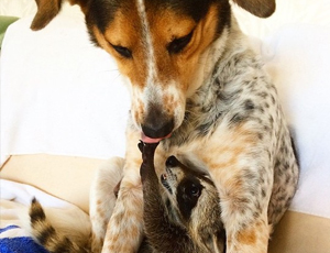 DDOS在线攻击平台